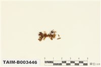 藏品(提燈苔屬)的圖片